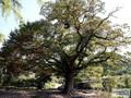 영회원 느티나무 썸네일 이미지
