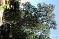 소하동 측백나무 썸네일 이미지