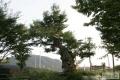 하안동 느티나무 썸네일 이미지