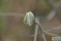 떡갈나무의 어린잎 썸네일 이미지