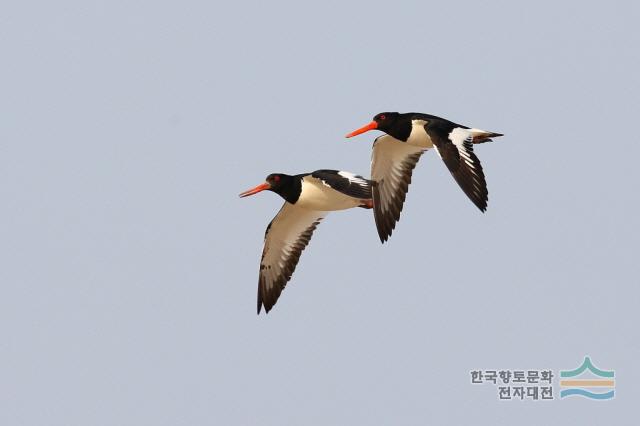 대표시청각 이미지