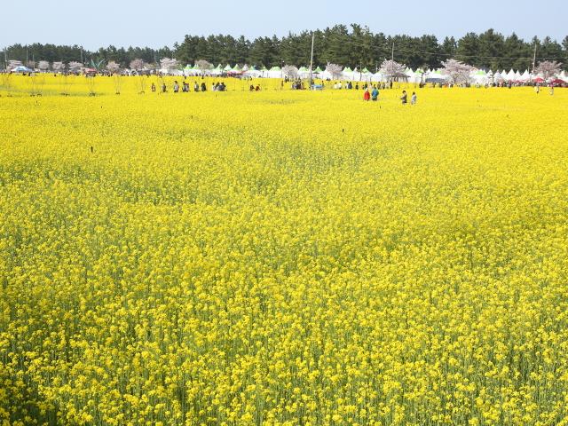 제16회 삼척맹방유채꽃 축제 유채꽃밭 썸네일 이미지